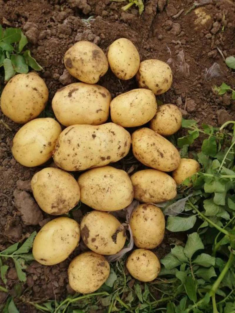 承德黄心土豆大量上市品种沃土，Ev，实验一荷兰希森