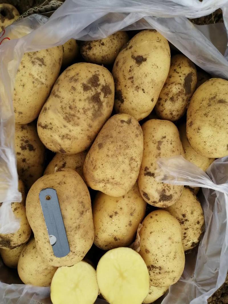 承德黄心土豆大量上市品种沃土，Ev，实验一荷兰希森