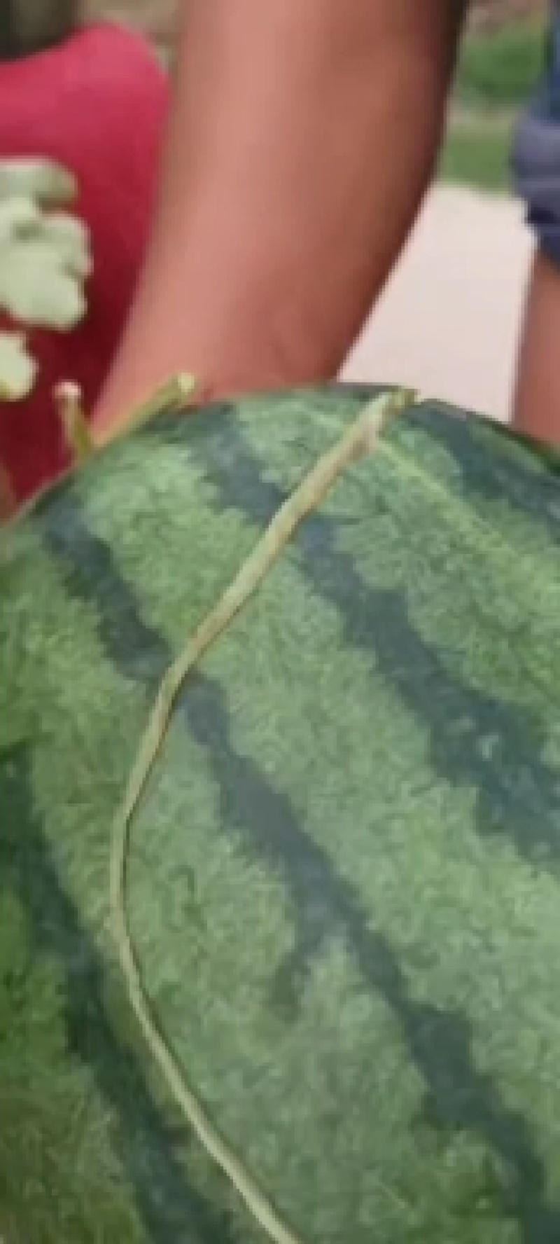 詹姆斯西瓜龙卷风西瓜