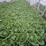 精品【黄白菜】玲珑黄白菜保证品质支持线上线下看货