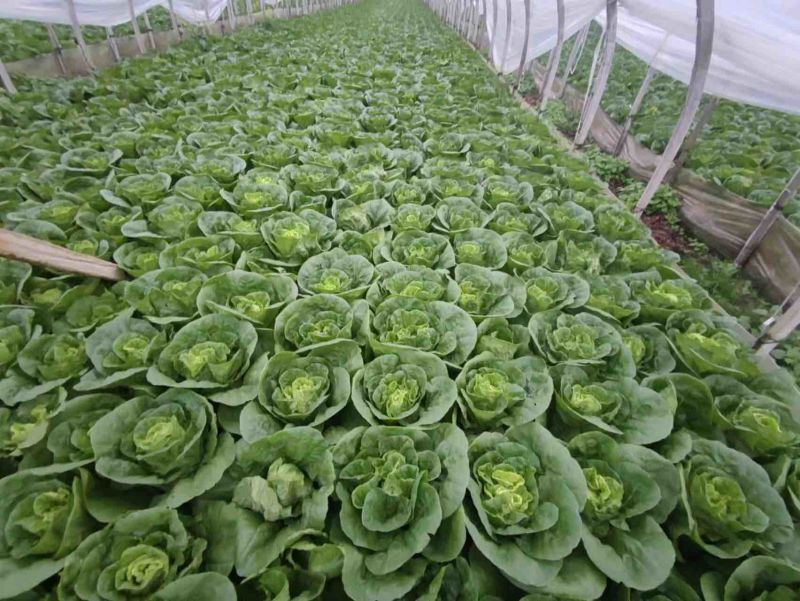 精品【黄白菜】玲珑黄白菜保证品质支持线上线下看货