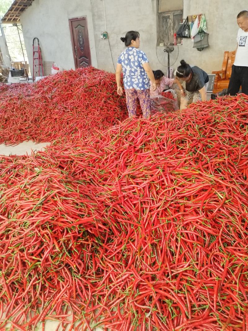 精品二荆条大量上市欢迎新老客户订购！