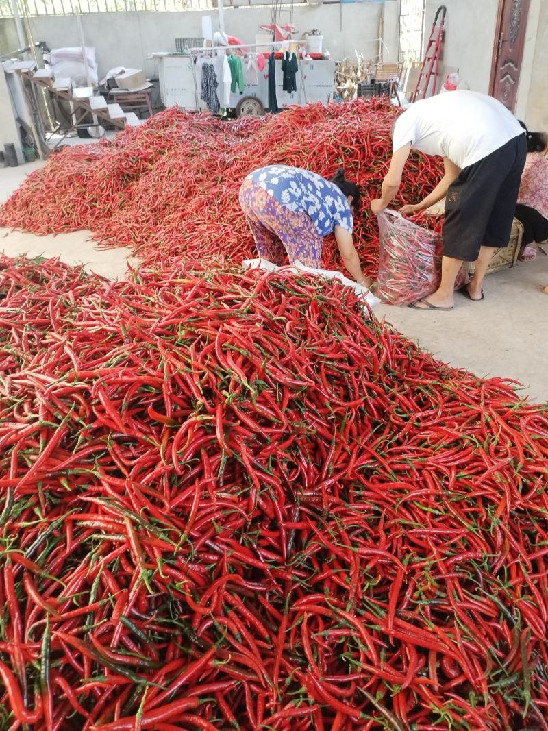 精品二荆条大量上市欢迎新老客户订购！
