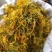 湖南金银花青茶五彩花现货供应库存充足大货批发