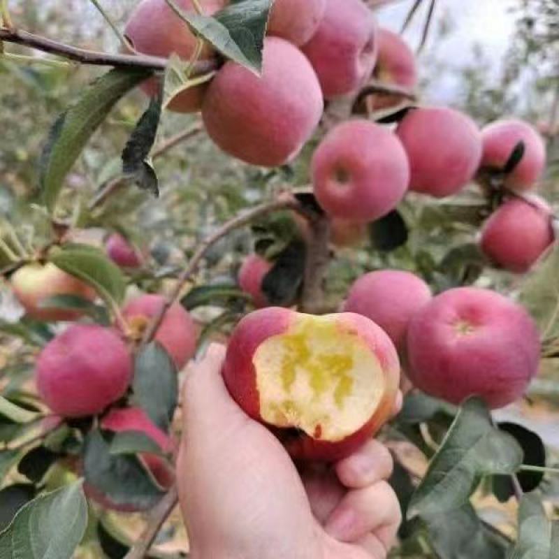 （代办）昭通冰糖心丑苹果糖心小苹果。一件代发，社区团购