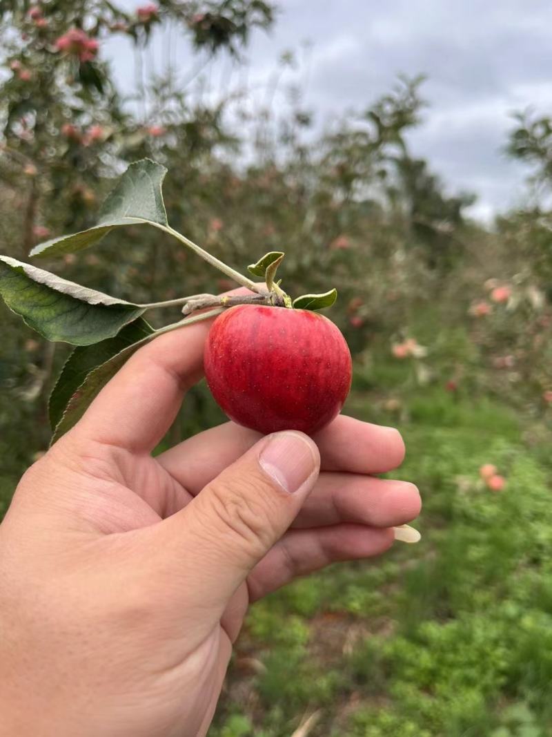 （代办）昭通冰糖心丑苹果糖心小苹果。一件代发，社区团购