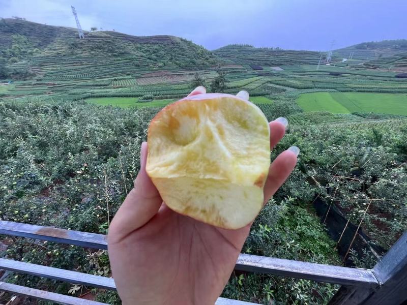 （代办）昭通冰糖心丑苹果糖心小苹果。一件代发，社区团购
