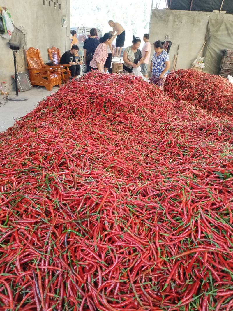 四川丰裕利汇农业开发有限公司二荆条以大量上市欢迎订购！