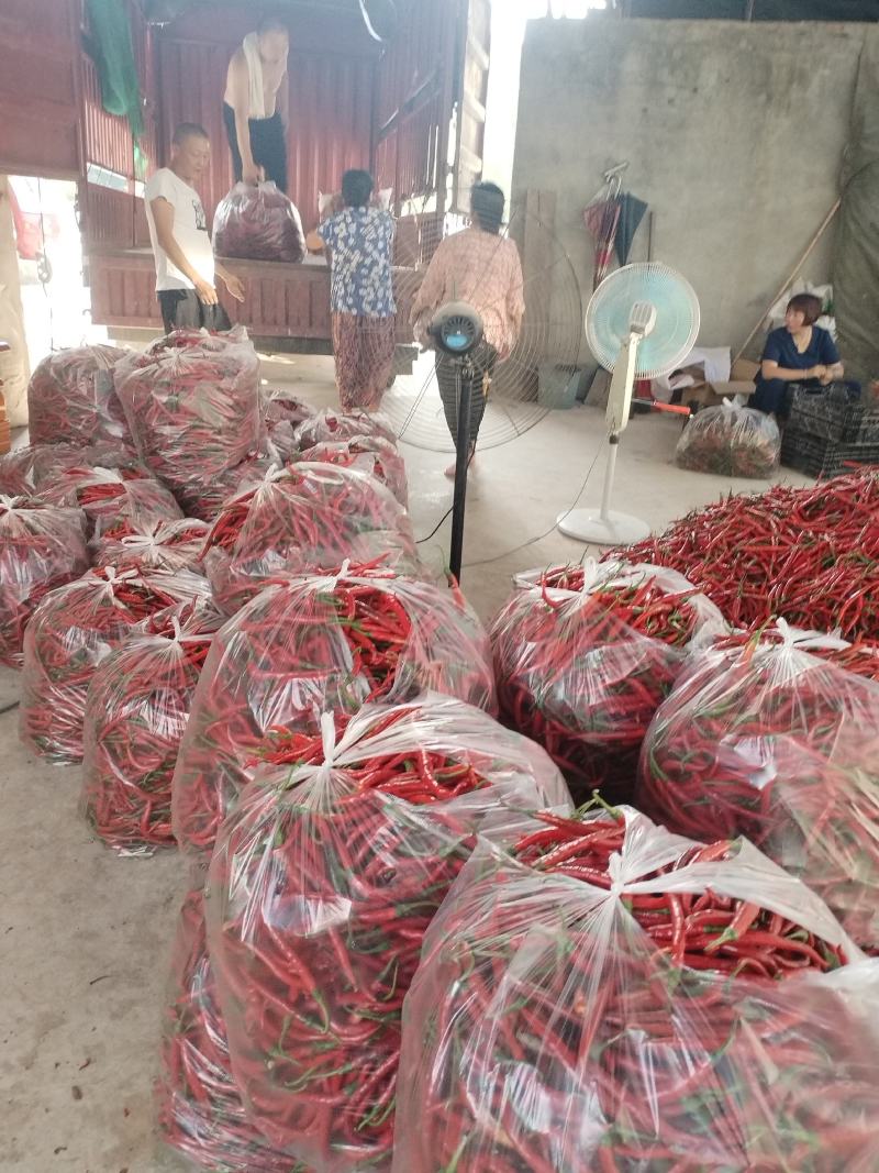 四川丰裕利汇农业开发有限公司二荆条以大量上市欢迎订购！