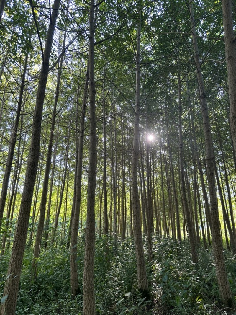 银杏树大量批发