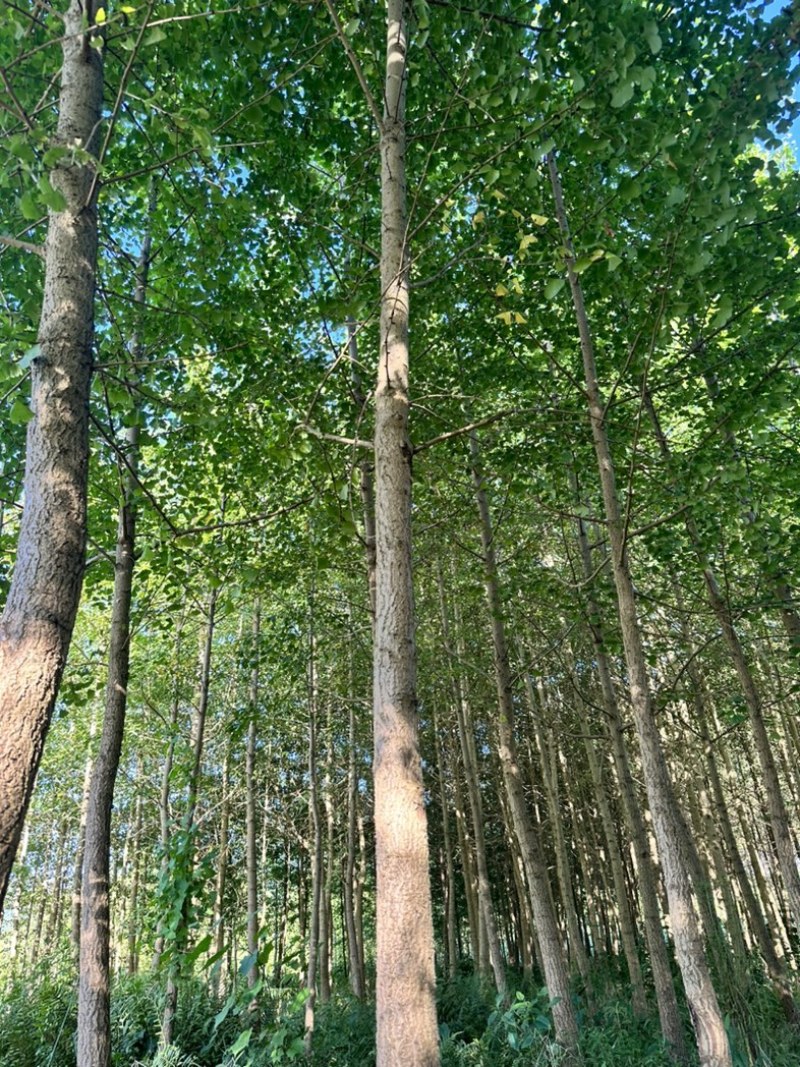 银杏树大量批发