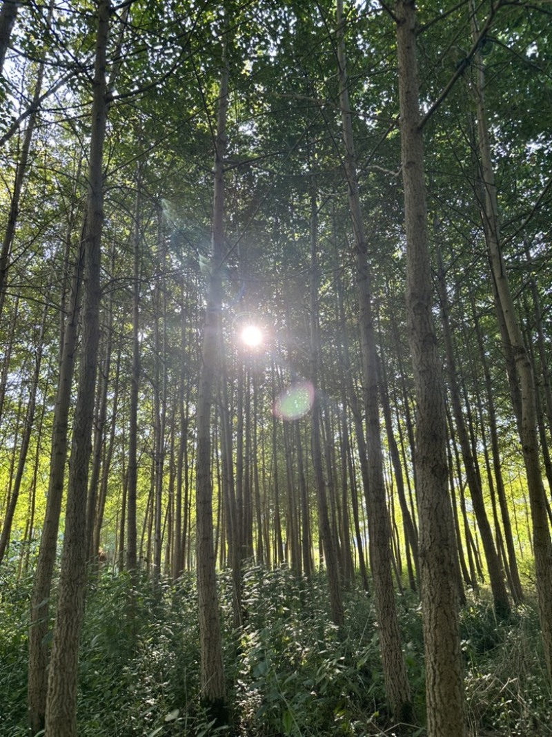 银杏树大量批发
