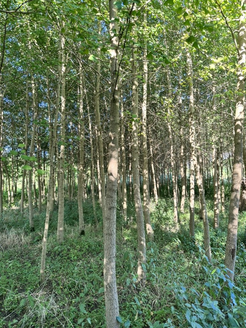 银杏树大量批发