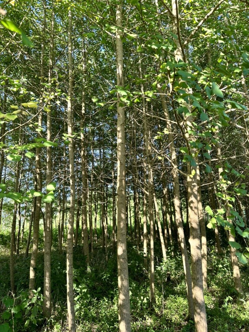 银杏树大量批发
