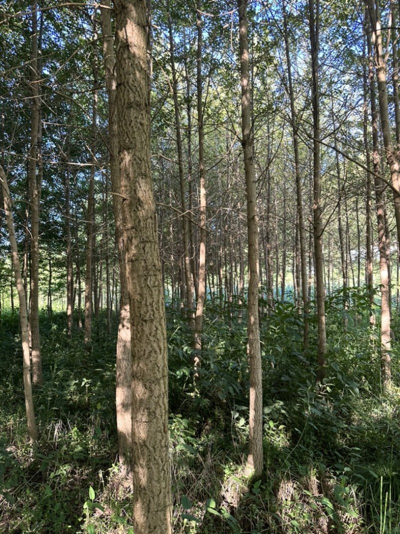 银杏树大量批发