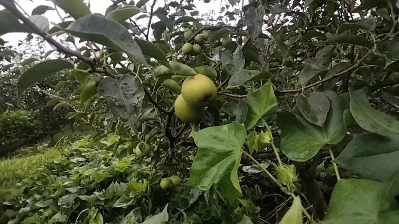 湖北黄梅县五祖多云村黄梨和温州蜜橘
