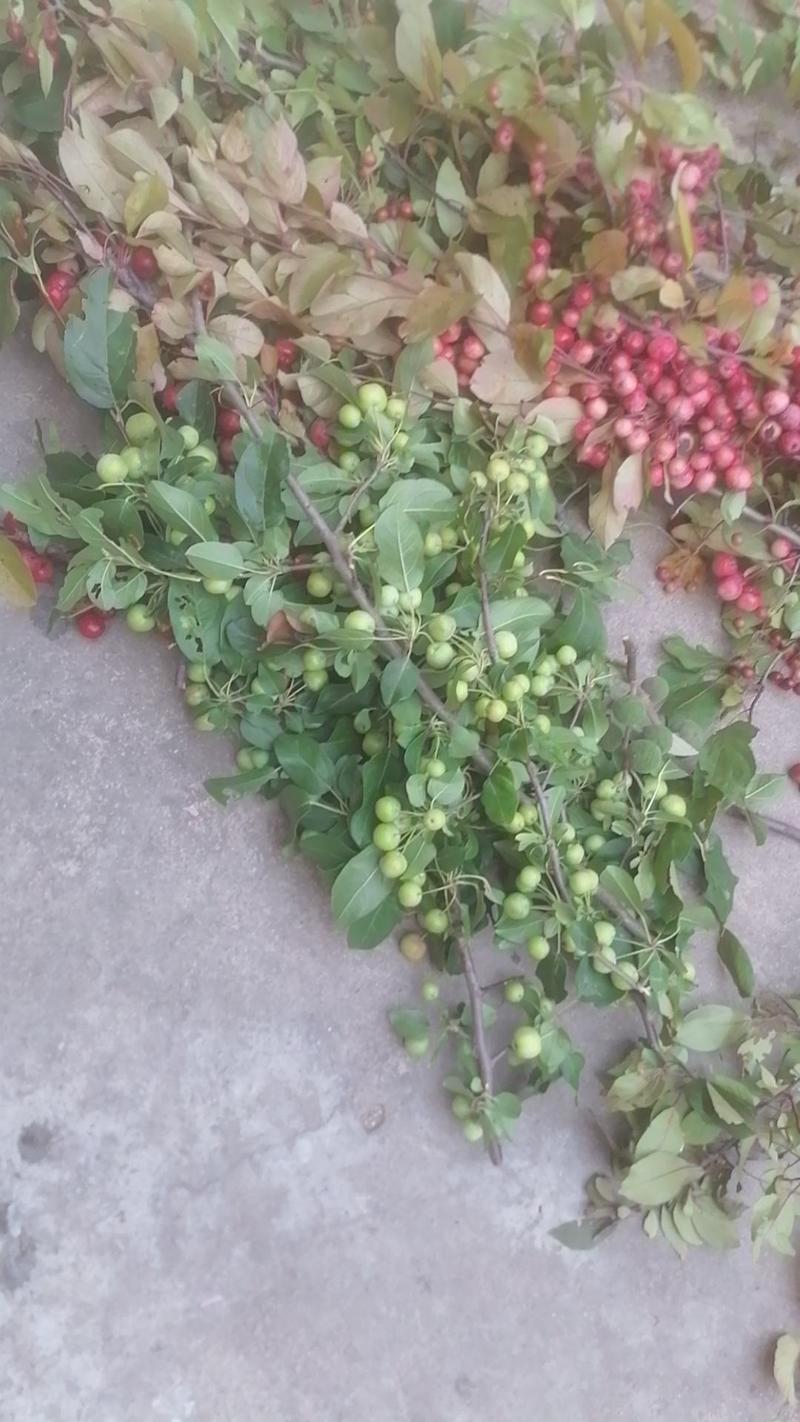 出售红色绿色各种带果枝条，长寿果海棠开心果海棠，亚当海棠