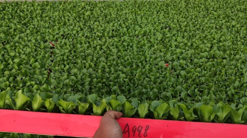 精品【黄白菜】玲珑黄白菜保证品质支持线上线下看货
