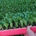精品【黄白菜】玲珑黄白菜保证品质支持线上线下看货