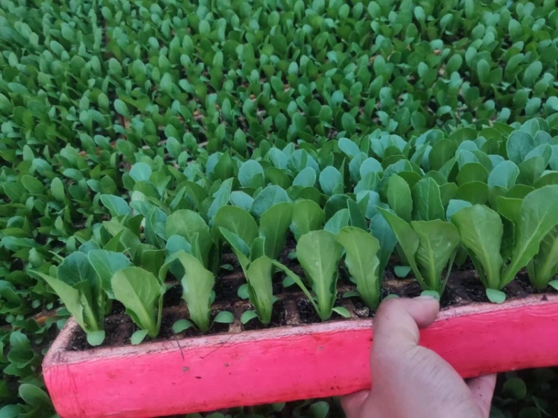 精品【黄白菜】玲珑黄白菜保证品质支持线上线下看货