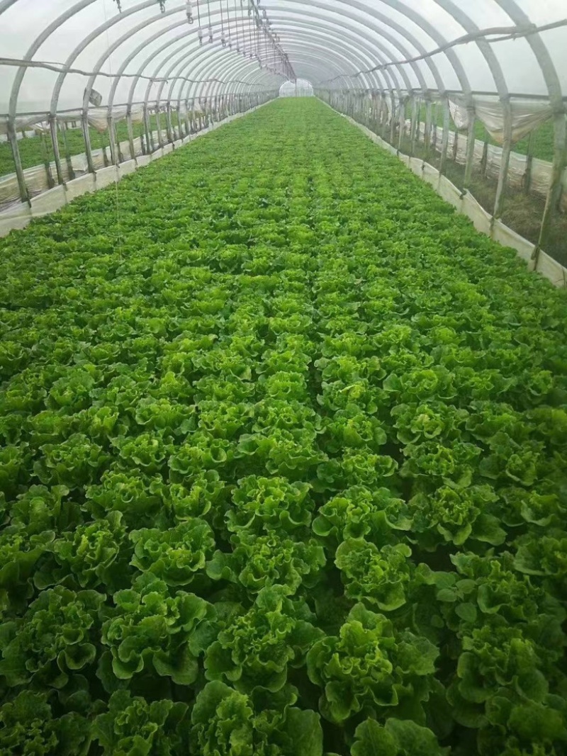 精品【黄白菜】玲珑黄白菜保证品质支持线上线下看货