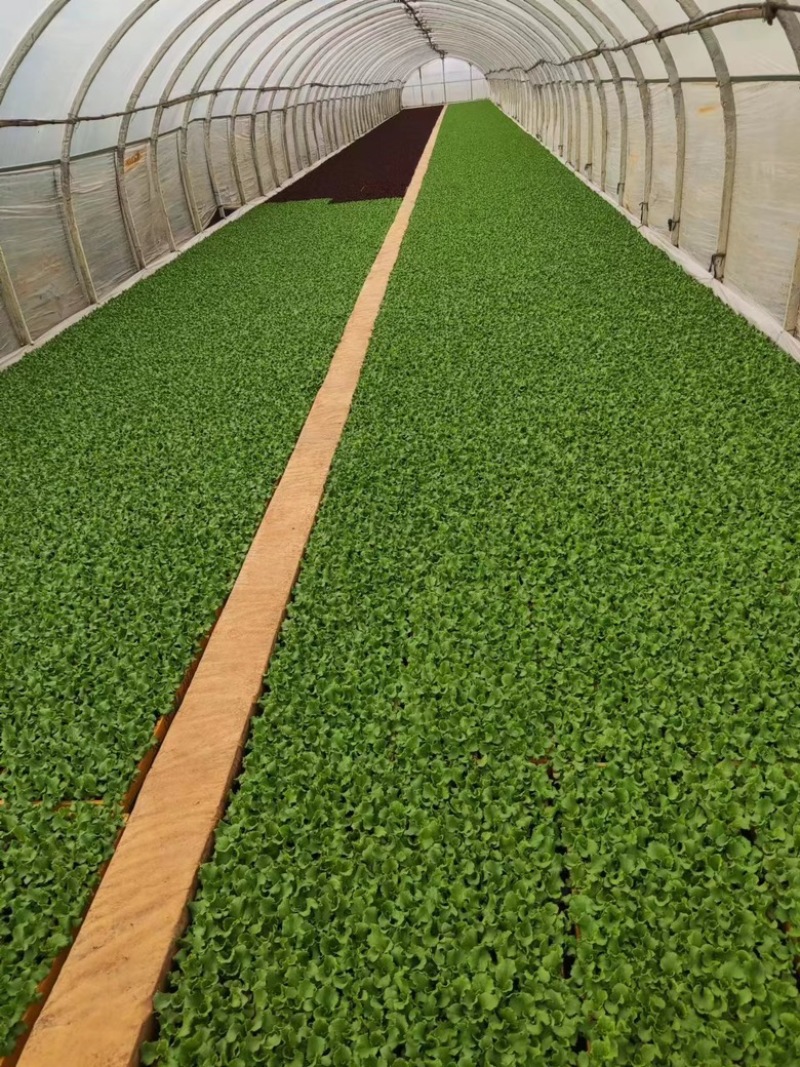 精品【黄白菜】玲珑黄白菜保证品质支持线上线下看货