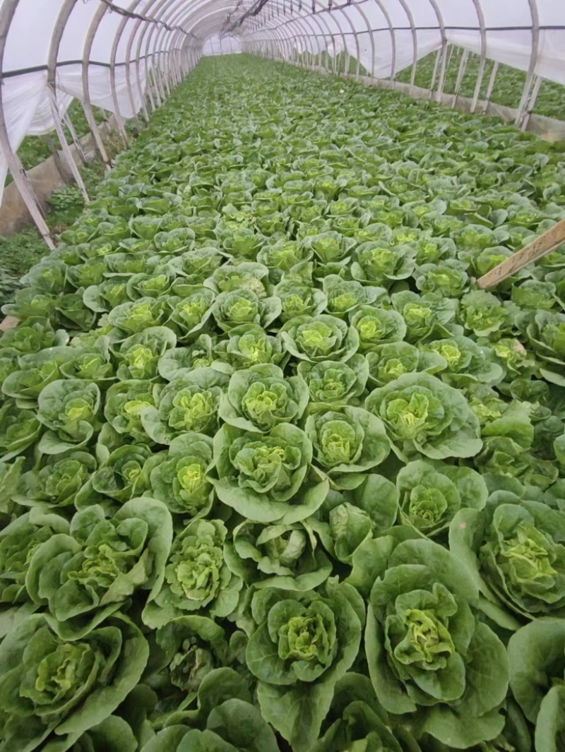 精品【黄白菜】玲珑黄白菜保证品质支持线上线下看货