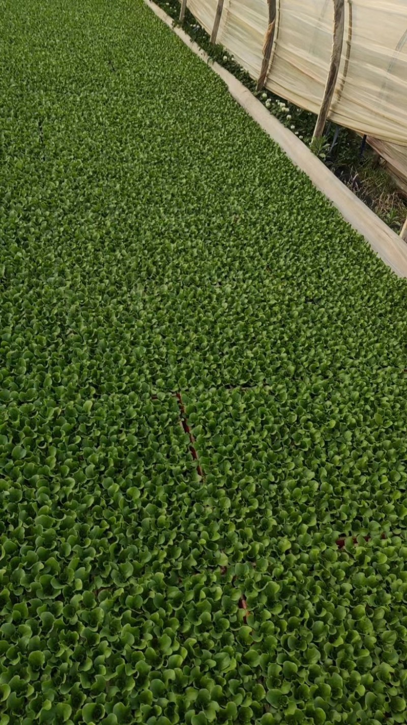 精品【黄白菜】玲珑黄白菜保证品质支持线上线下看货