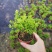 小叶赤楠盆景四季常青绿植办公室阳台小植物客厅盆栽植物