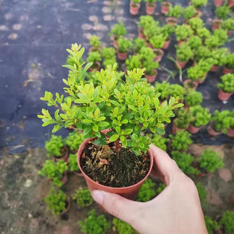 小叶赤楠盆景四季常青绿植办公室阳台小植物客厅盆栽植物