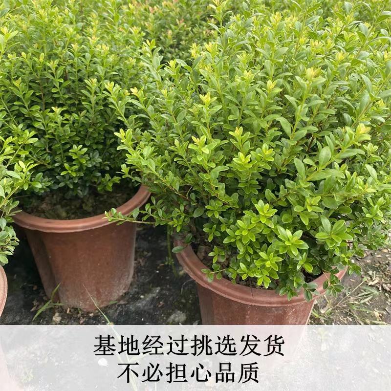小叶赤楠盆景四季常青绿植办公室阳台小植物客厅盆栽植物