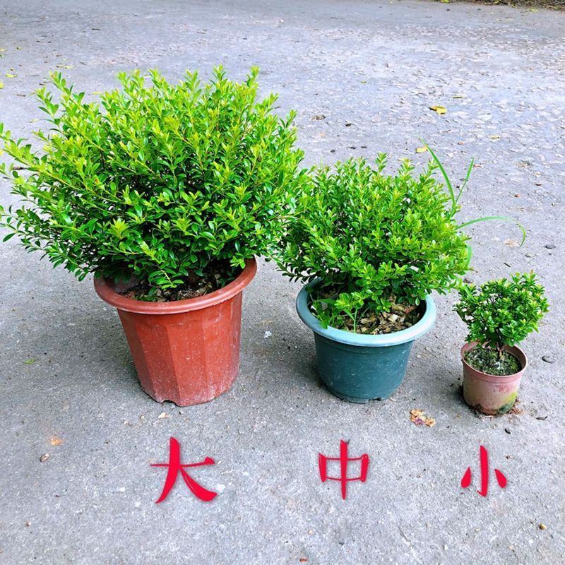 小叶赤楠盆景四季常青绿植办公室阳台小植物客厅盆栽植物