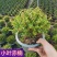 小叶赤楠盆景四季常青绿植办公室阳台小植物客厅盆栽植物