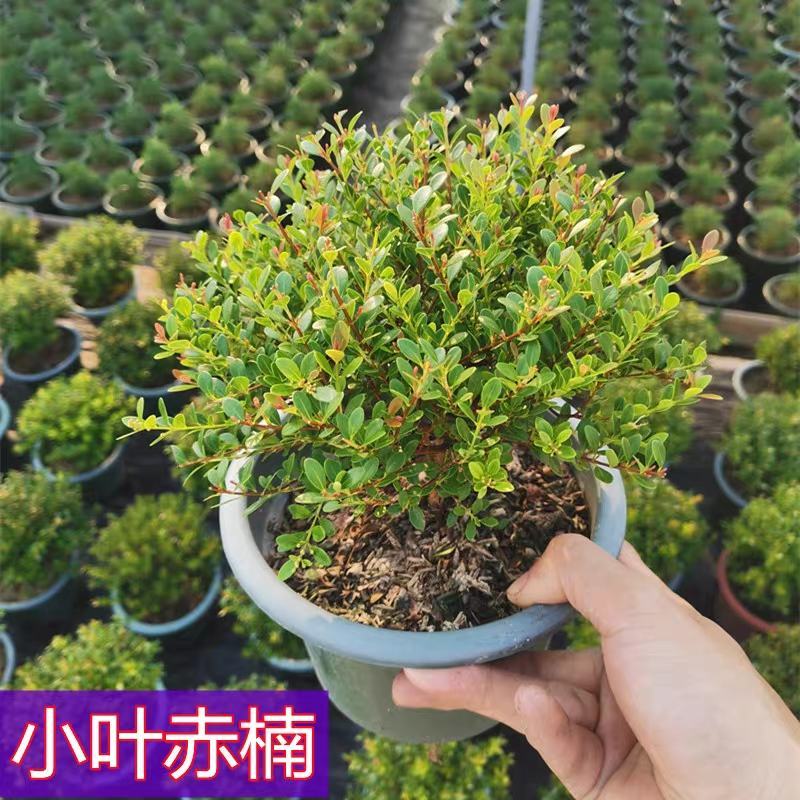小叶赤楠盆景四季常青绿植办公室阳台小植物客厅盆栽植物