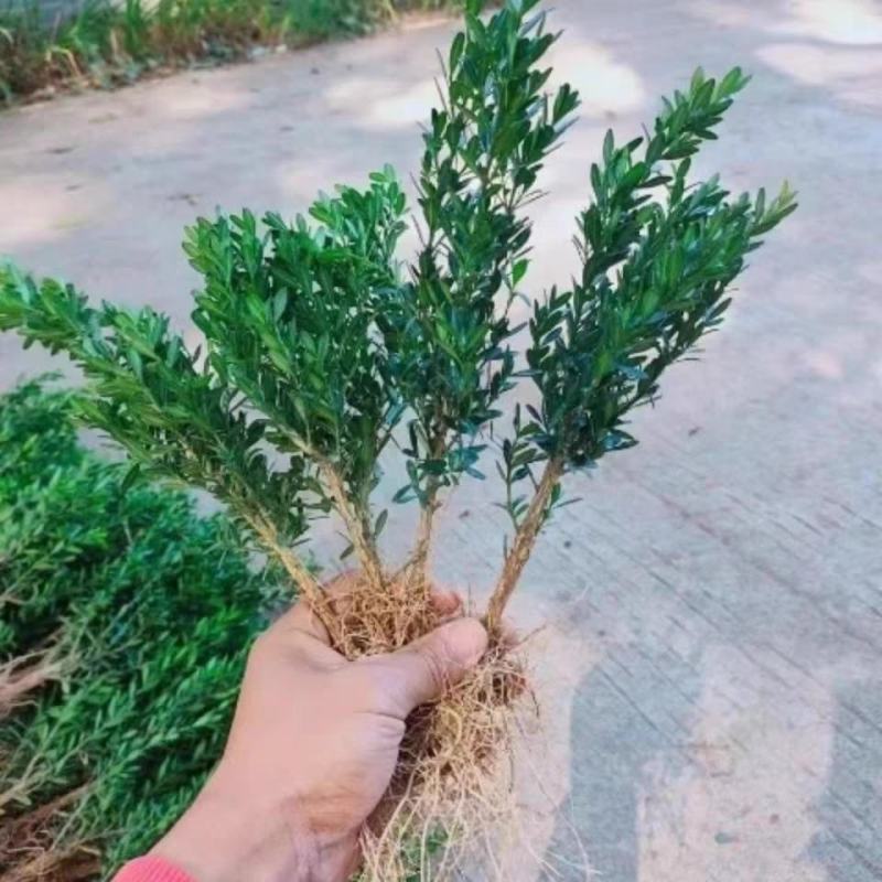 小叶赤楠盆景四季常青绿植办公室阳台小植物客厅盆栽植物
