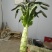 云南苦苣【红珊瑚生菜】种植基地货源充足品质保证整车批发