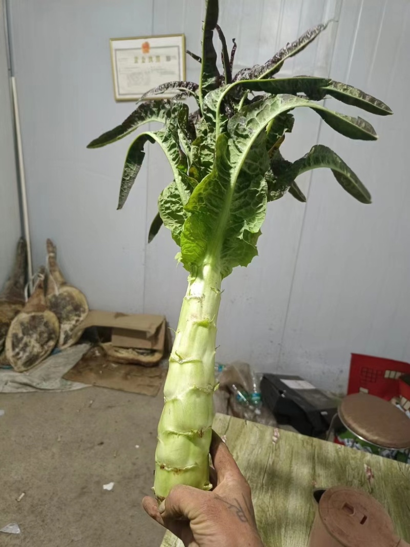 云南苦苣【红珊瑚生菜】种植基地货源充足品质保证整车批发