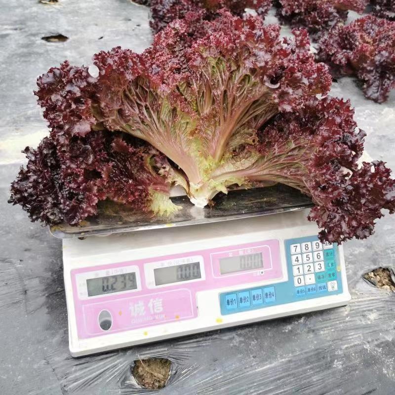 云南苦苣【红珊瑚生菜】种植基地货源充足品质保证整车批发