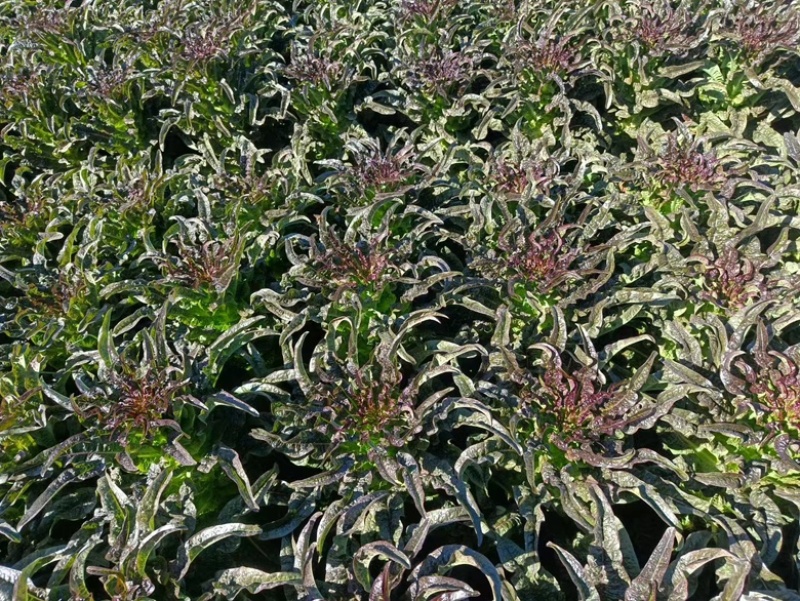 云南苦苣【红珊瑚生菜】种植基地货源充足品质保证整车批发