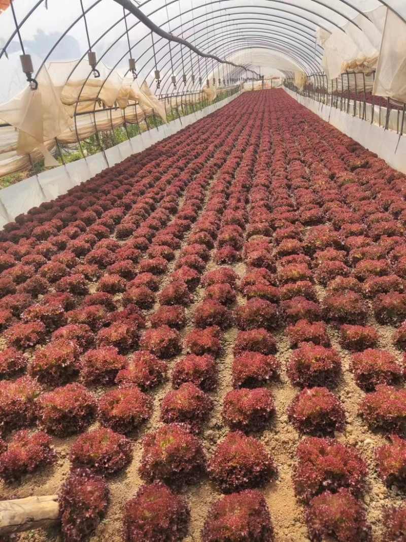 云南苦苣【红珊瑚生菜】种植基地货源充足品质保证整车批发