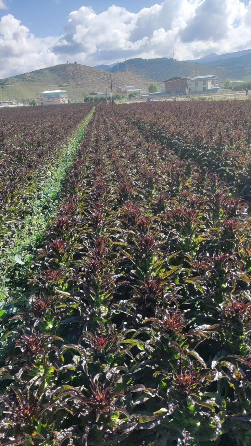 云南苦苣【红珊瑚生菜】种植基地货源充足品质保证整车批发