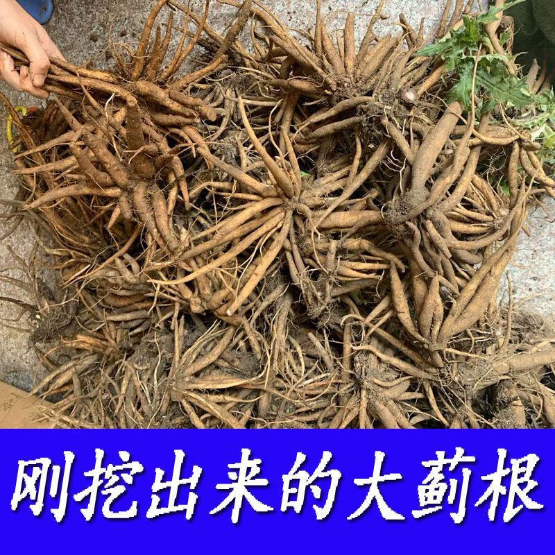 大蓟根中药材新鲜大蓟根干货大计根野芥菜根刺蓟新货可