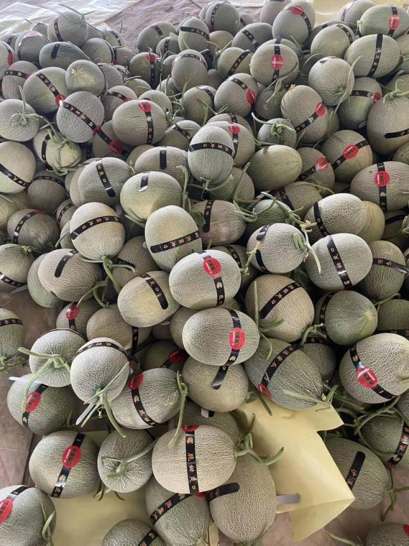海南哈密瓜晓密25号，大量供应，可对接市场，电商