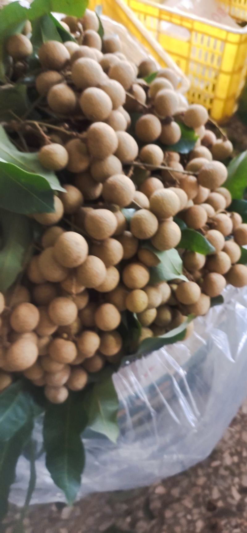 广东高卅荷塘石硖，储良龙眼大量上市