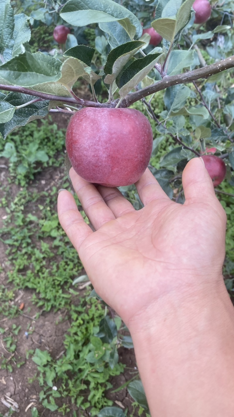 云南陆良早熟苹果华硕上市了甜脆
