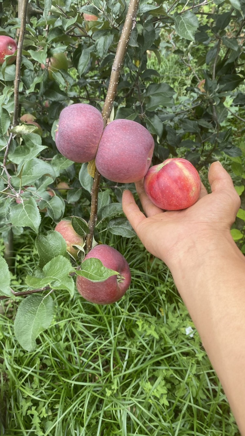 云南陆良早熟鲁丽苹果上市了甜脆红度好