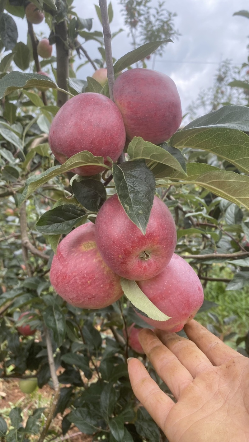 云南陆良早熟鲁丽苹果上市了甜脆红度好