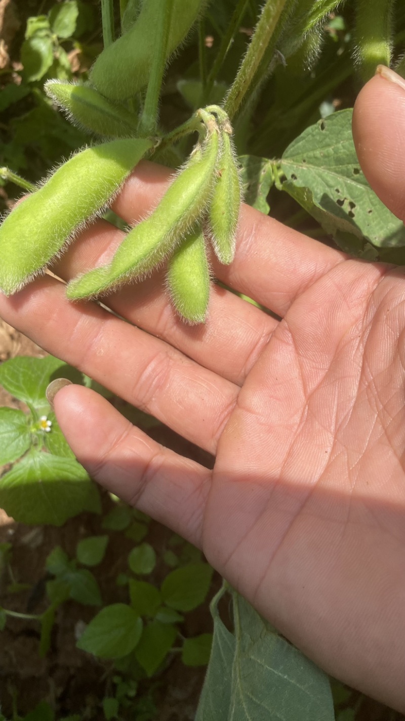 精品毛豆翠绿色宝大量有货