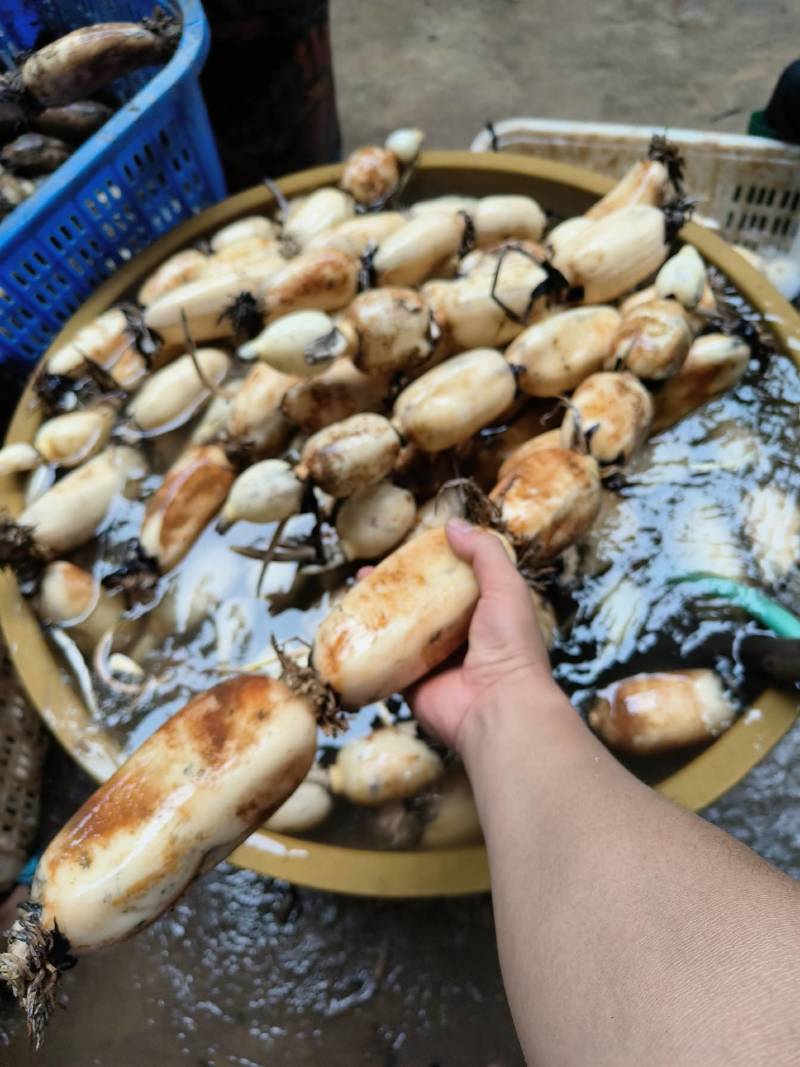 粉藕