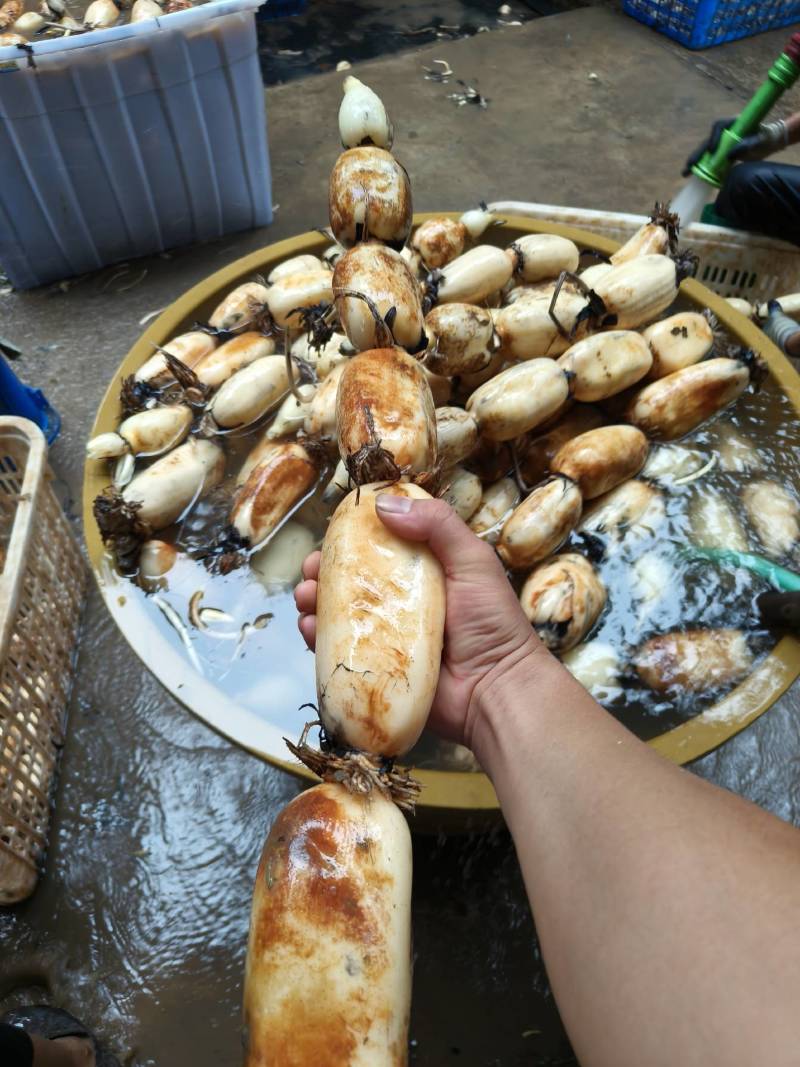 粉藕